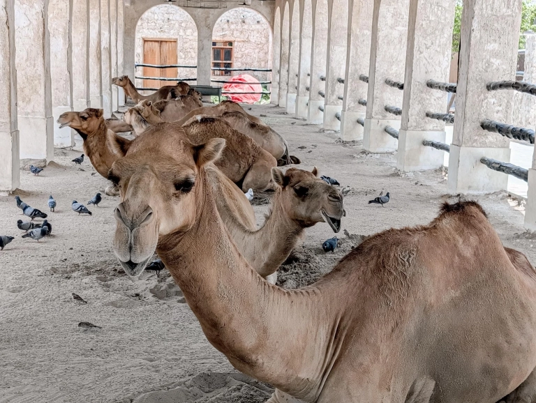 Doha International Airport Transit Guide: Transfers, Facilities & Travel Tips